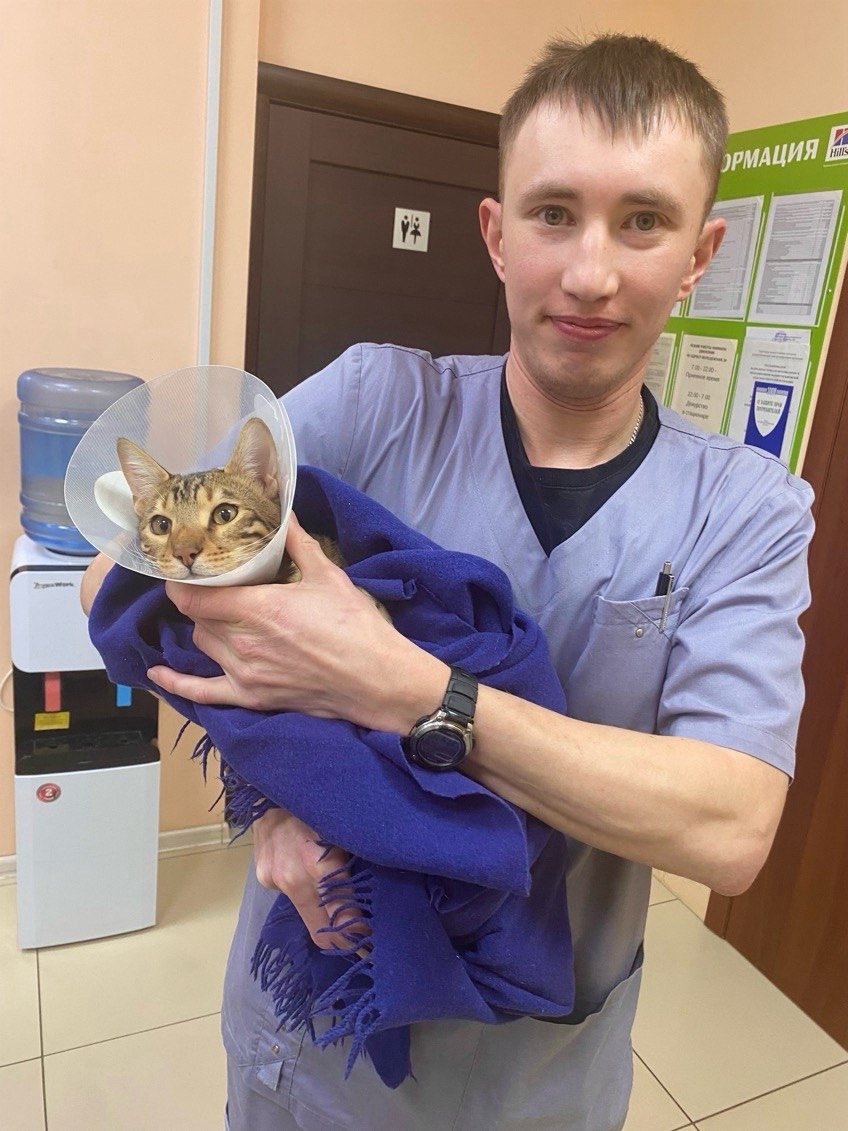 Кот в защитном воротнике на руках у врача клиники «Движение»